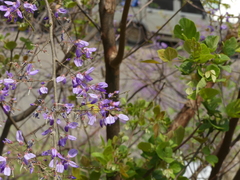 Millettia