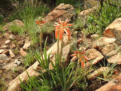 Aloe verecunda