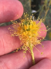 Cleomella palmeri