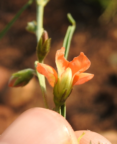 Image of Tephrosia elongata by (c) Matthew Fainman, some rights reserved (CC BY)