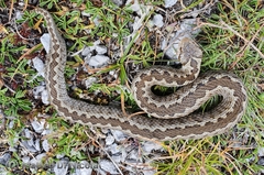Vipera ursinii