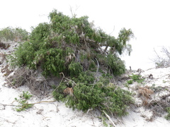 Passerina ericoides
