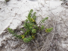 Oncosiphon sabulosus