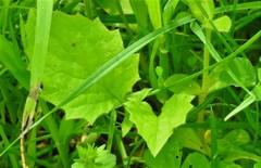 Medicago arabica