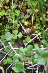 Ranunculus lapponicus