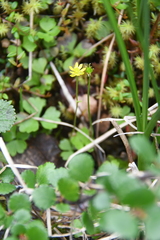 Ranunculus lapponicus