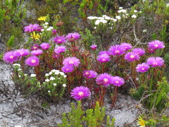 Lampranthus tenuifolius