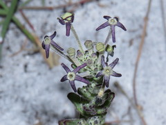 Lyperia