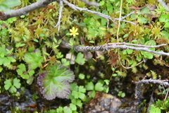 Ranunculus lapponicus