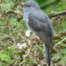 Grey-bellied Cuckoo - Photo (c) A Emmerson, some rights reserved (CC BY-NC), uploaded by A Emmerson