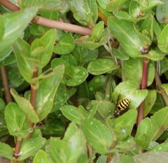 Vespula acadica