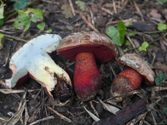Rubroboletus rhodoxanthus