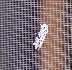 Hypercompe permaculata