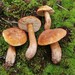 Chestnut Bolete - Photo (c) Massimo Tabone, some rights reserved (CC BY-NC), uploaded by Massimo Tabone