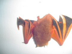 Kerivoula picta