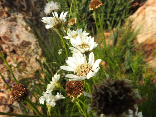 Image of Callilepis leptophylla by (c) Matthew Fainman, some rights reserved (CC BY)