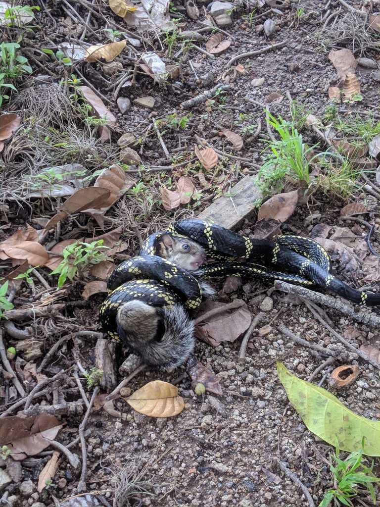 Chicken Snake from El Zamorano, Honduras on October 23, 2020 at 12:52 ...