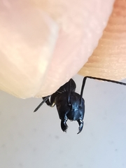 Camponotus vagus