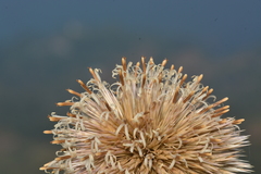 Echinops sahyadricus