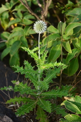 Echinops sahyadricus