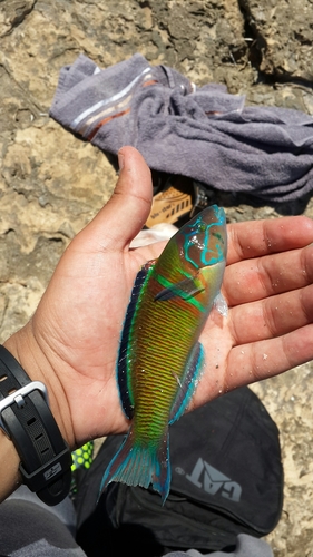 Ornate Wrasse