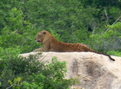 Panthera pardus kotiya
