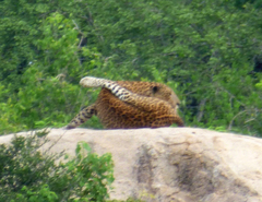 Panthera pardus kotiya