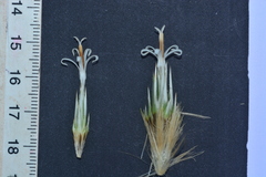 Echinops sahyadricus