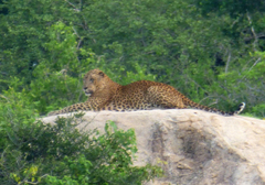Panthera pardus kotiya