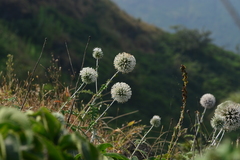 Echinops sahyadricus