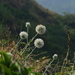 Sahyadri Globe Thistle - Photo (c) S.MORE, some rights reserved (CC BY-NC), uploaded by S.MORE