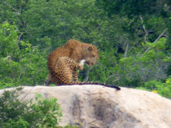 Panthera pardus kotiya