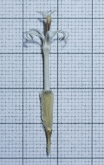 Echinops sahyadricus