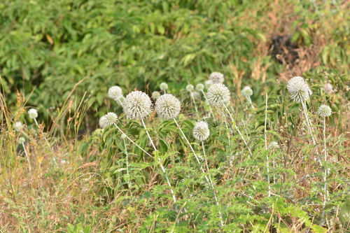 Image of Echinops sahyadricus by no rights reserved