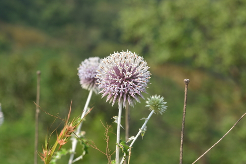 Image of Echinops sahyadricus by no rights reserved