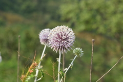 Echinops sahyadricus