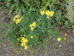 Senecio squalidus