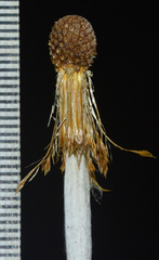 Echinops sahyadricus