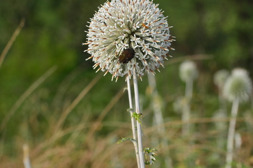 Image of Echinops sahyadricus by no rights reserved