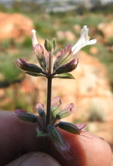 Syncolostemon