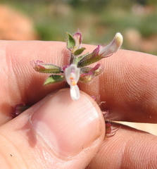 Syncolostemon