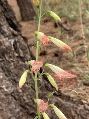 Penstemon barbatus torreyi