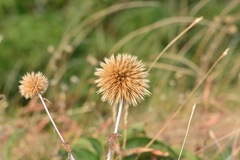 Echinops sahyadricus