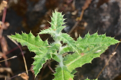 Echinops sahyadricus