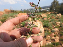 Syncolostemon