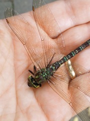 Aeshna cyanea