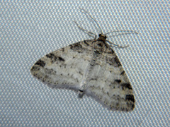 Lobophora nivigerata