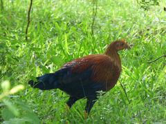 Gallus lafayettii