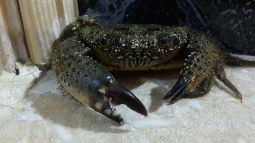 Warty Crab