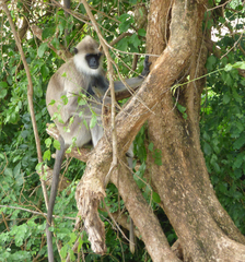 Semnopithecus priam thersites